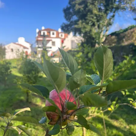Collares Petit Palais Sintra
